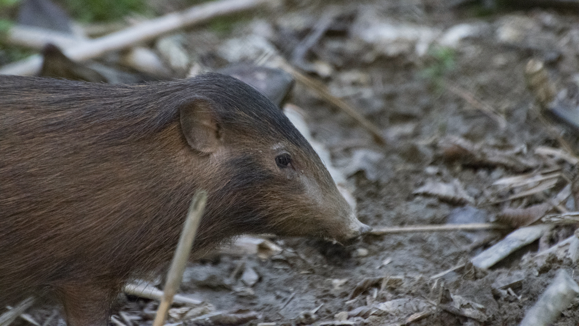 Conservation success story Pygmy hog population on the rise in Assam